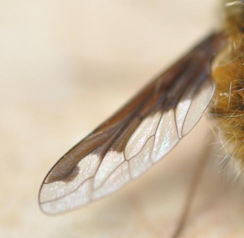 Bombylius major